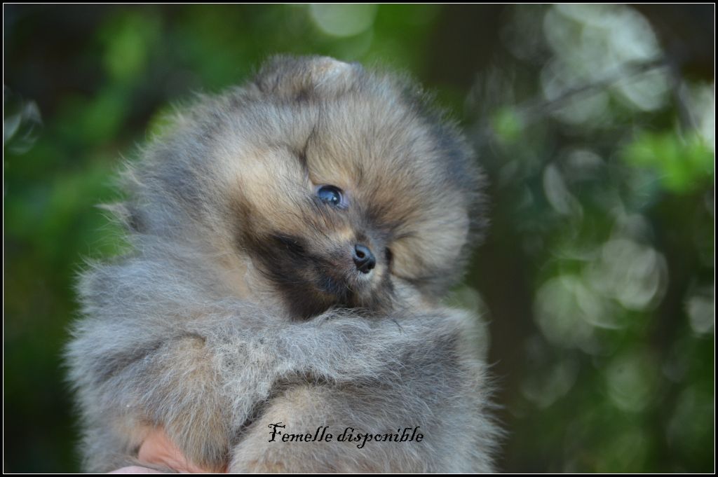 crazy charms - Chiot disponible  - Spitz allemand