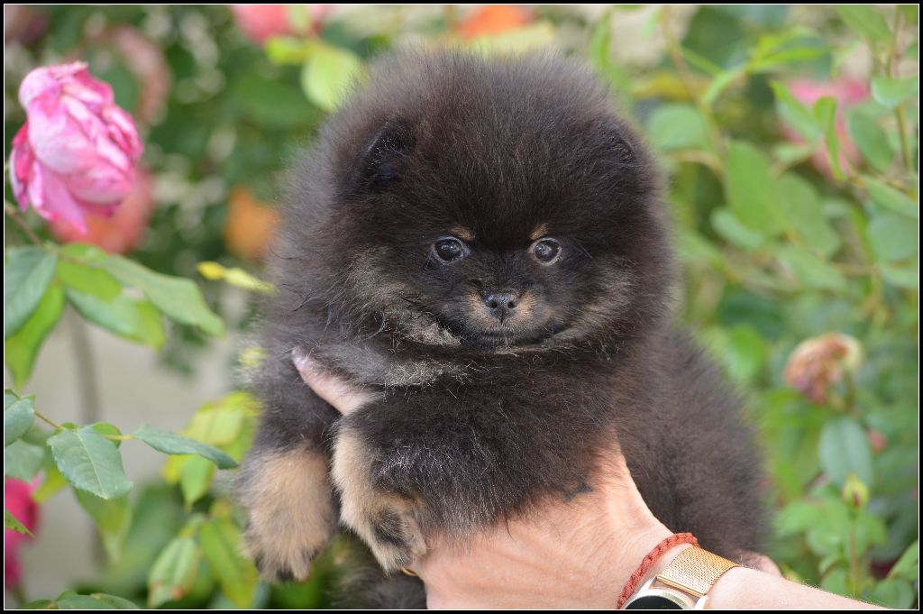 chiot Spitz allemand crazy charms