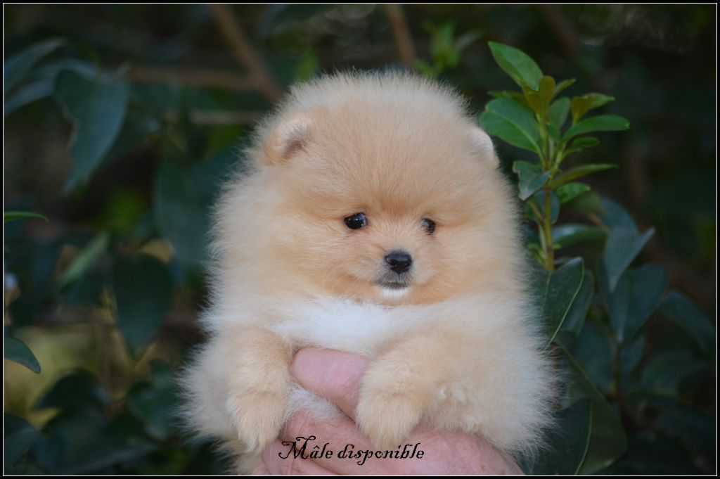 crazy charms - Chiot disponible  - Spitz allemand