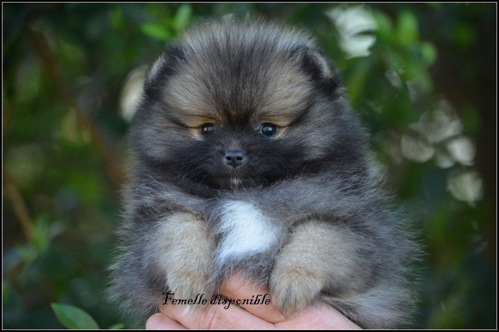 crazy charms - Chiot disponible  - Spitz allemand