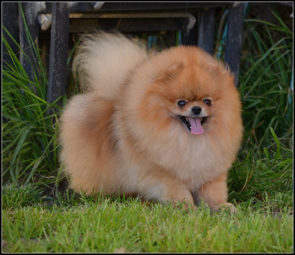 Crazy Charms Tommy keene