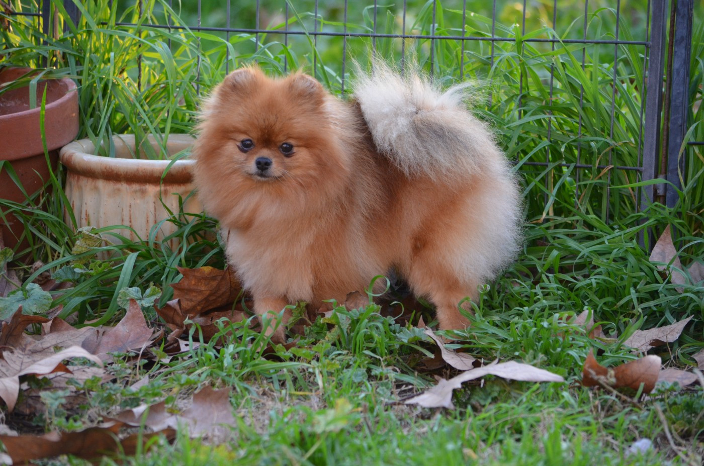 SANTA santa alexpom kennel