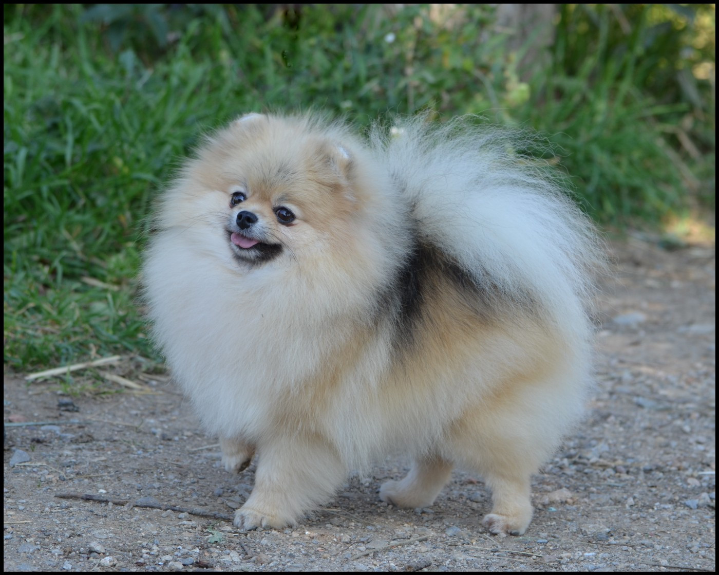 CH. seliona prime Bianca rose