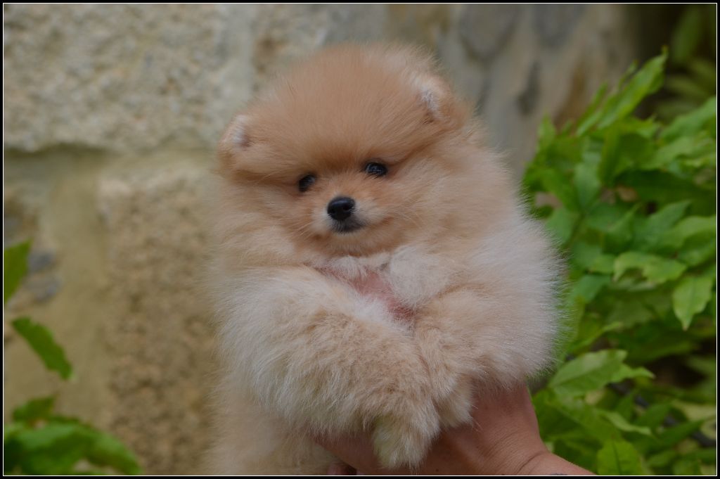 Crazy Charms - Chiots disponibles - Spitz allemand