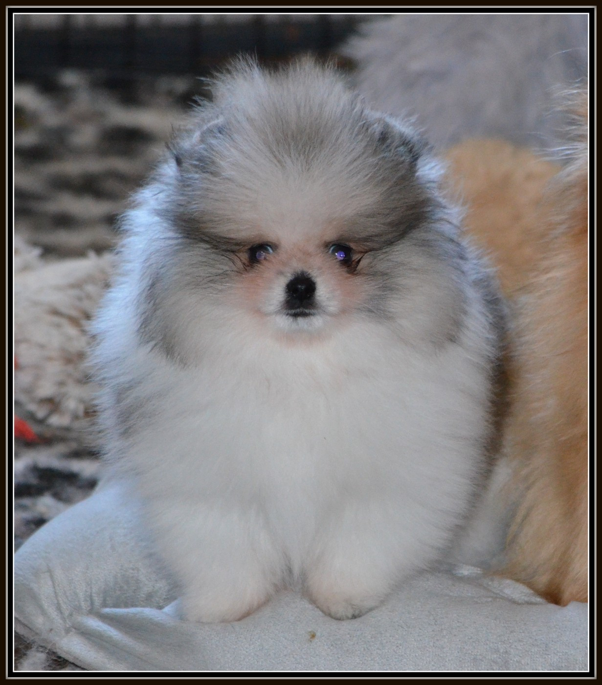 Crazy Charms - Chiots disponibles - Spitz allemand