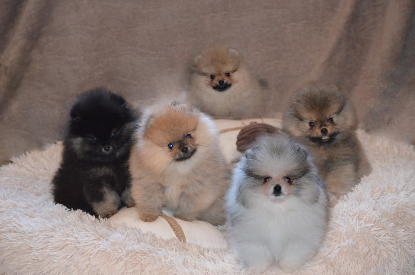 Crazy Charms - Spitz allemand - Portée née le 04/11/2025