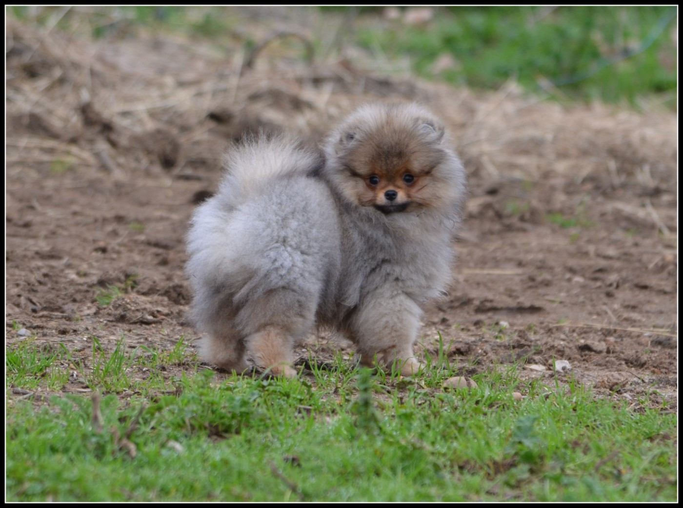 Crazy Charms - Chiots disponibles - Spitz allemand