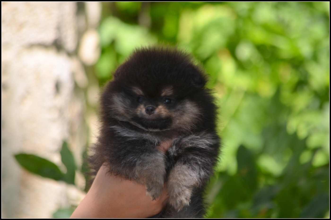 Crazy Charms - Chiots disponibles - Spitz allemand