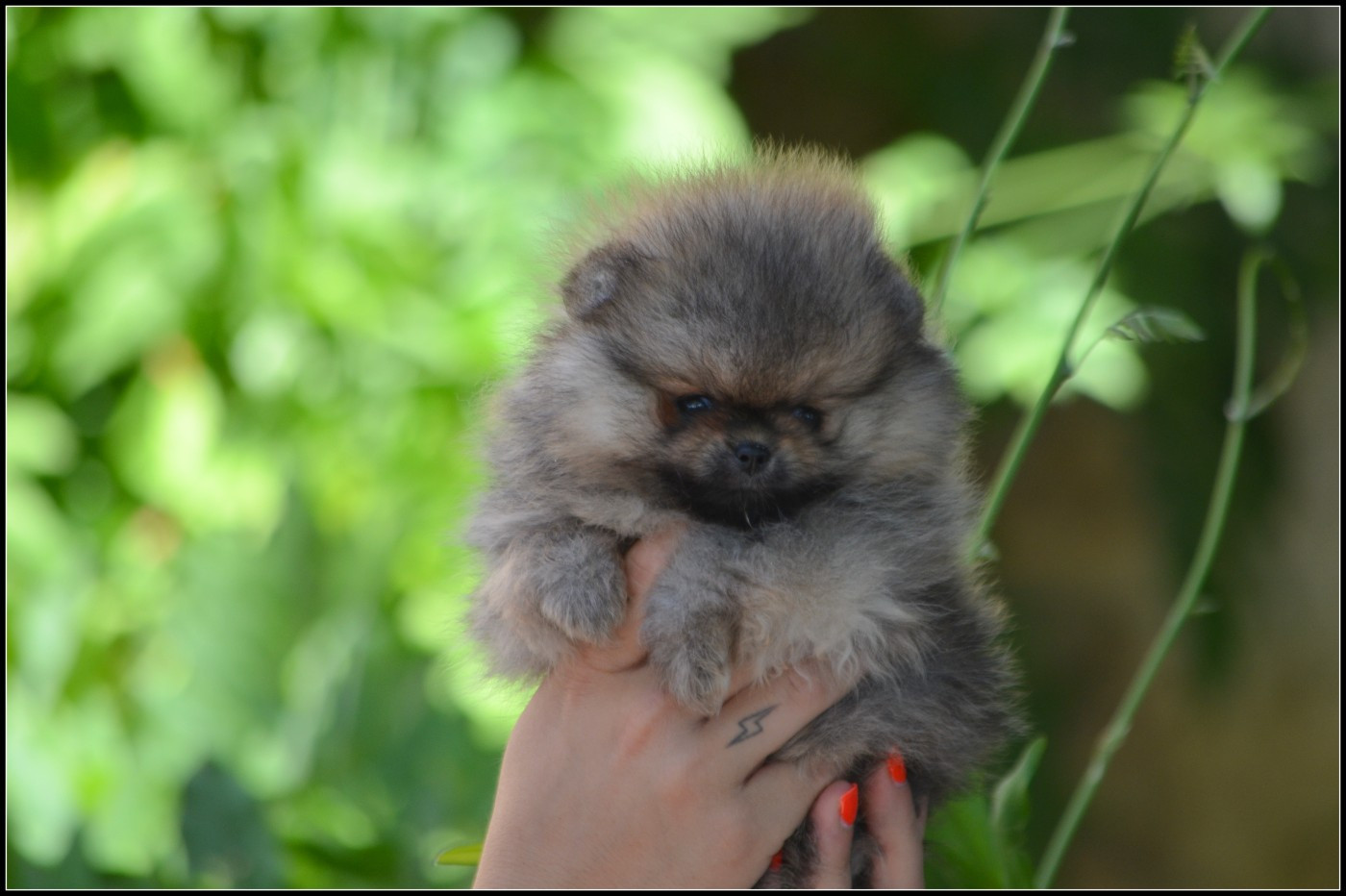 Crazy Charms - Chiots disponibles - Spitz allemand
