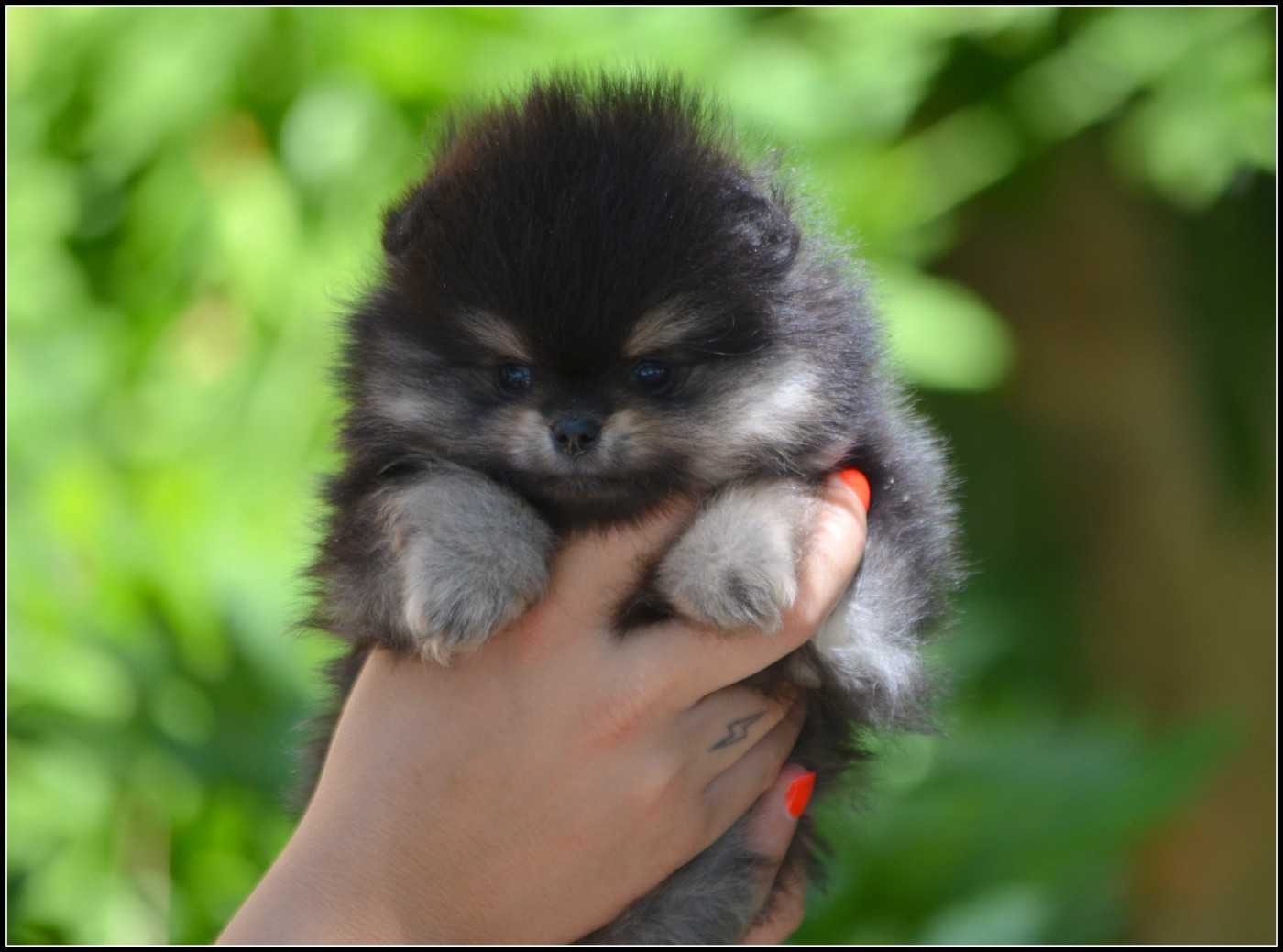 Crazy Charms - Chiots disponibles - Spitz allemand