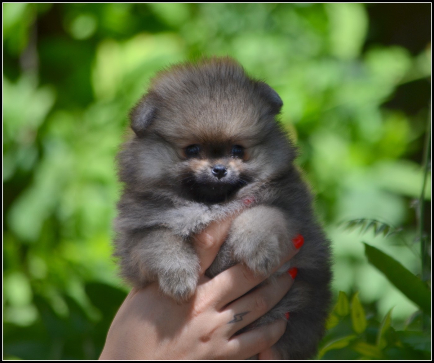 Crazy Charms - Chiots disponibles - Spitz allemand