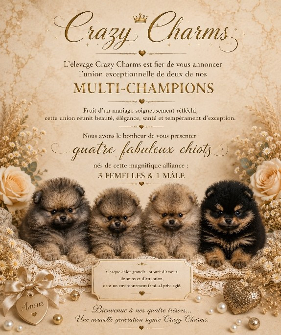 Crazy Charms - Spitz allemand - Portée née le 01/05/2026