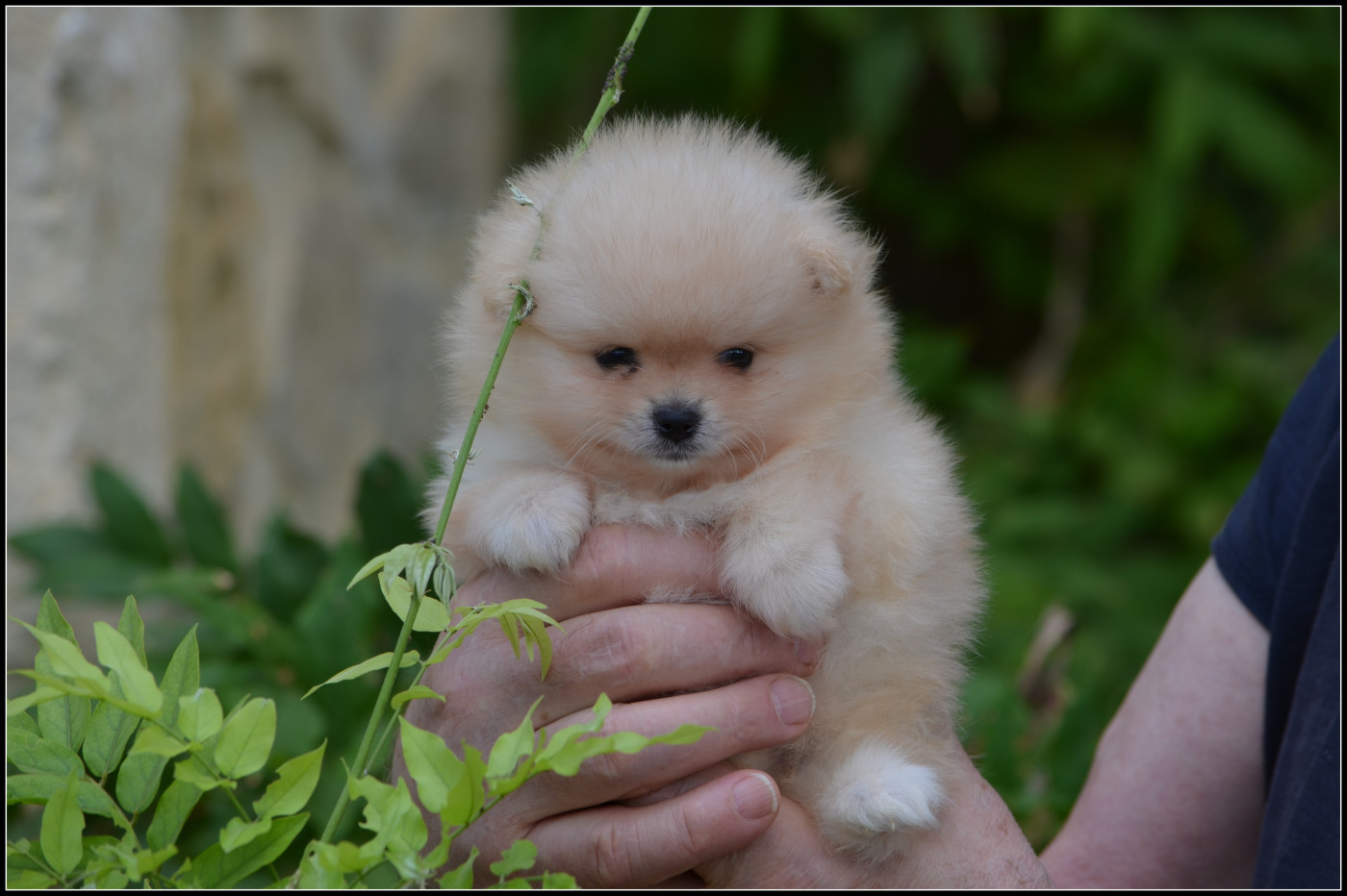 Crazy Charms - Chiots disponibles - Spitz allemand