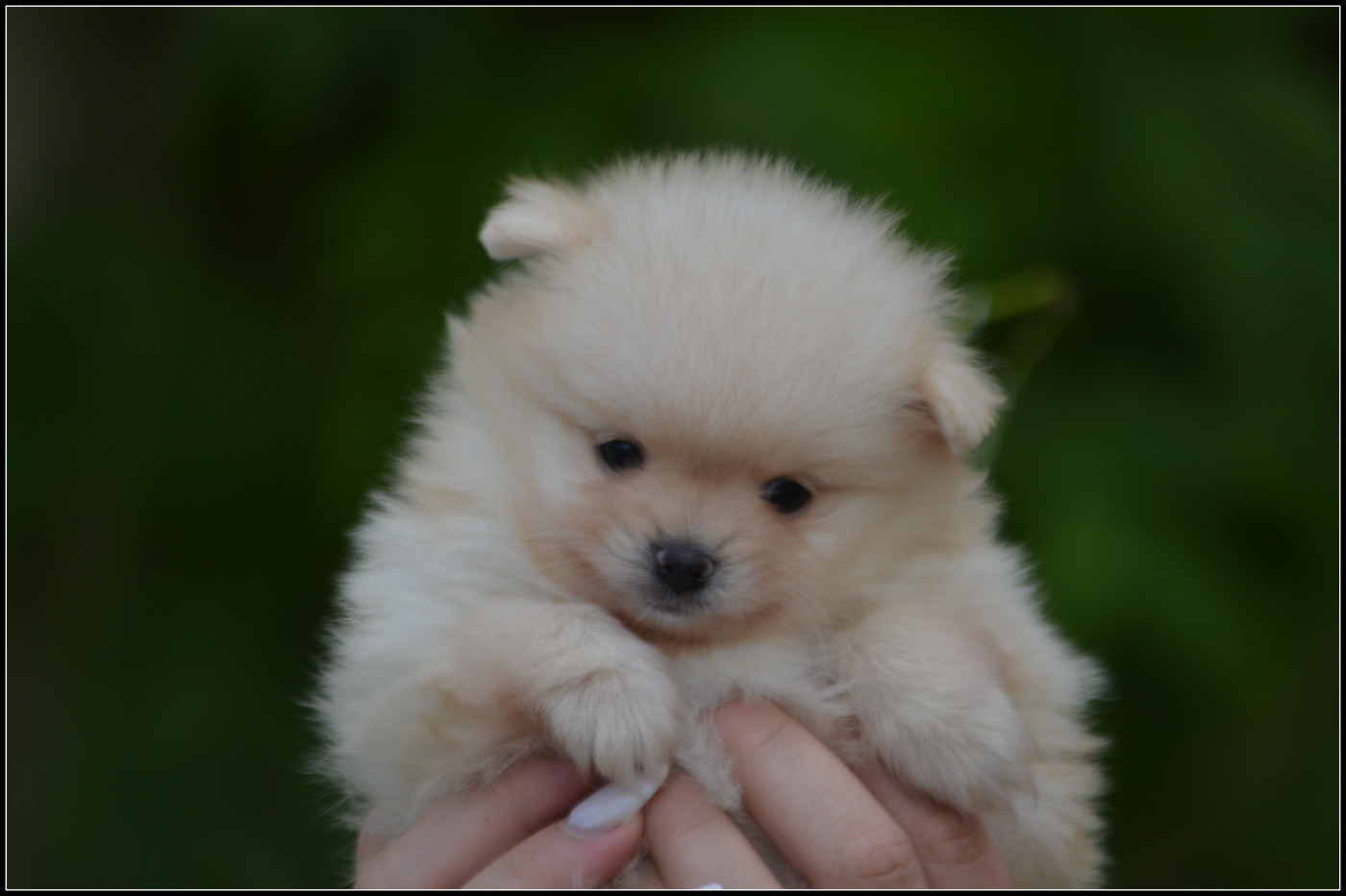 Crazy Charms - Chiots disponibles - Spitz allemand
