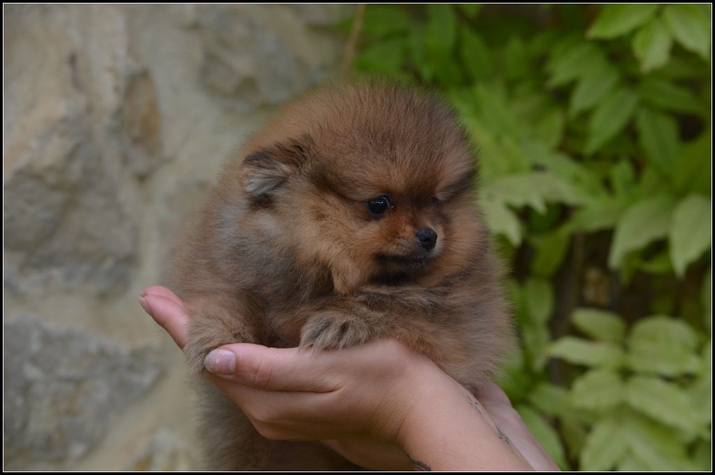 Crazy Charms - Chiots disponibles - Spitz allemand